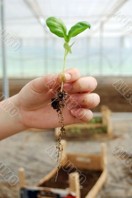 small sprout in the hand 