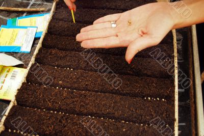 planting seeds planting seeds