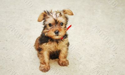 Yorkshire Terrier Yorkshire Terrier