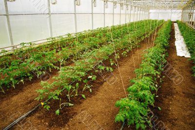 Tomatoes in a greenhouse