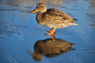 Duck on thin ice