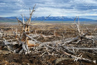 Old dead trees