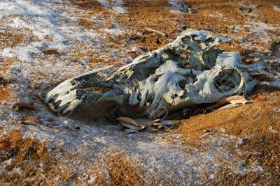 animal skull in the sand.