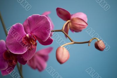 orchid orchid