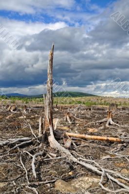 Thundercloud above a dead forest