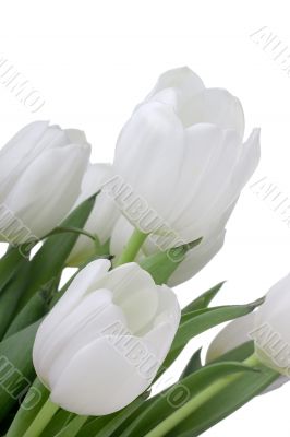 White Tulips White Tulips