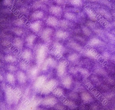Petal Orchid Vanda coerulea Petal Orchid Vanda coerulea