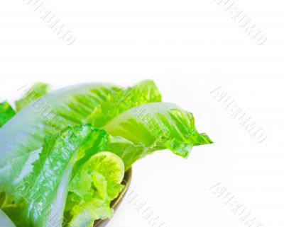  fresh lettuce