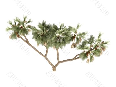 Gingerbread tree or Hyphaene thebaica Gingerbread tree or Hyphaene thebaica