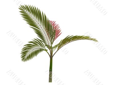 Red leaf Palm or Chambeyronia macrocarpa