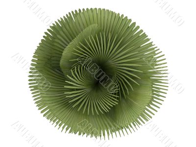 Petticoat Palm or Copernicia macroglossa Petticoat Palm or Copernicia macroglossa