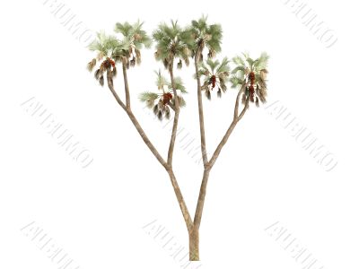 Gingerbread tree or Hyphaene thebaica Gingerbread tree or Hyphaene thebaica
