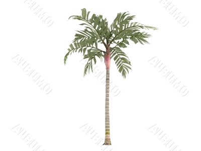 Orange Collar Palm or Areca vestiaria
