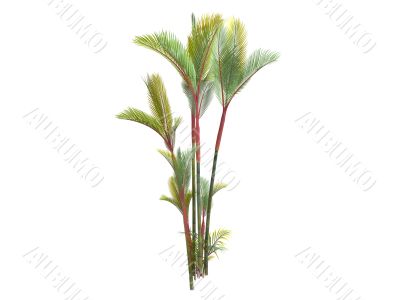 Lipstick Palm or Cyrtostachys renda