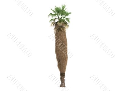 Desert Fan Palm or Washingtonia filifera