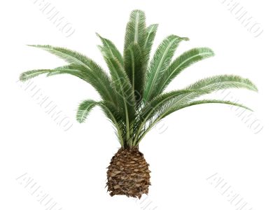 Date Palm or Phoenix canariensis