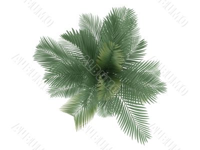 Cat Palm or Chamaedorea cataractum
