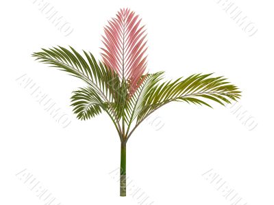 Red leaf Palm or Chambeyronia macrocarpa