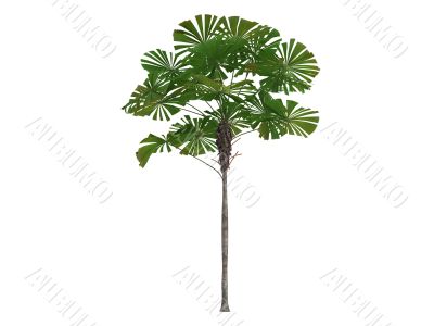 Australian Fan Palm or Licuala ramsayi Australian Fan Palm or Licuala ramsayi