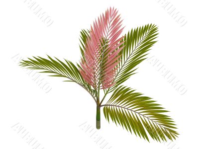 Red leaf Palm or Chambeyronia macrocarpa