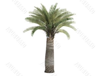 Chilean Wine Palm or Jubaea chilensis