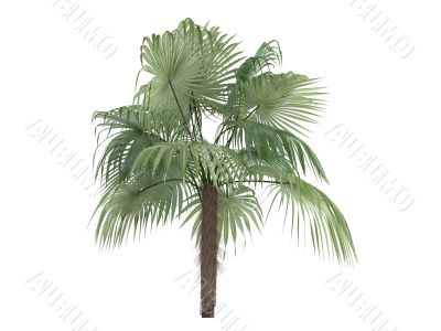 Zombie Palm or Zombia antillarum