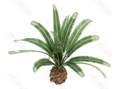 Date Palm or Phoenix canariensis Date Palm or Phoenix canariensis