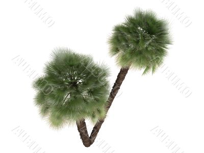 European Fan Palm or Chamaerops humilis