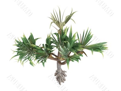 Common Screwpine or Pandanus utilis Common Screwpine or Pandanus utilis