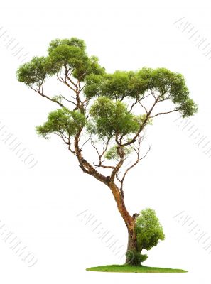 Tree on white background