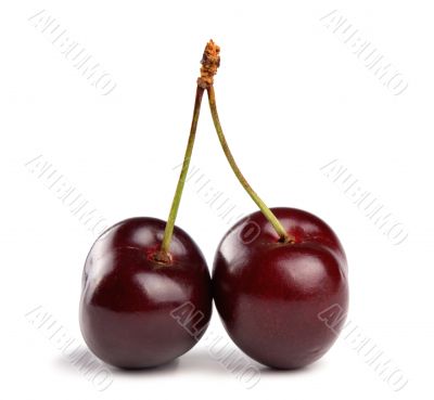 fresh cherry