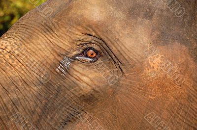 Elephant’s Eye