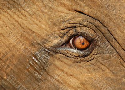 Calf Elephant`s Crying Eye