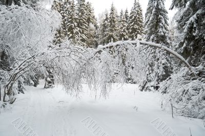 Beautiful winter forest Beautiful winter forest