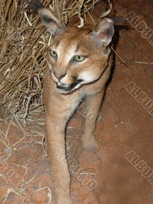 Brown Cat on the Prowl