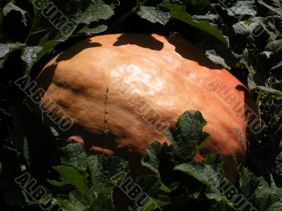 Close-up of Pumpkin in a Pumpkin Patch