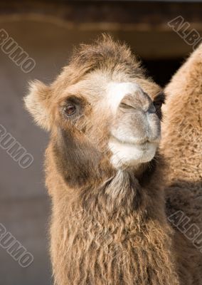 Portrait of a camel