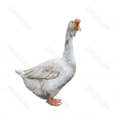 White goose