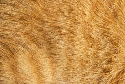 Cat fur texture