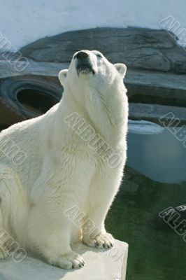 Polar bear