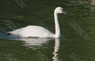 Swimming swan