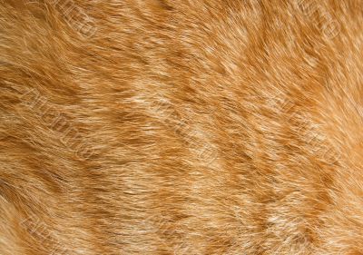 Cat fur texture