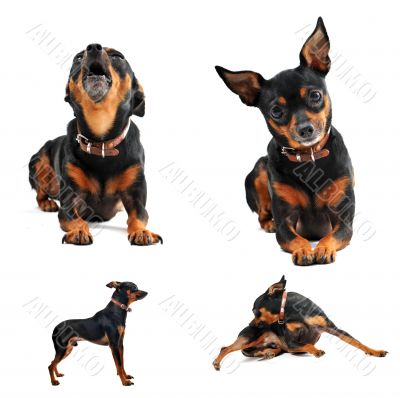 miniature pinscher