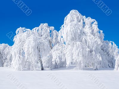 Snowy forest.