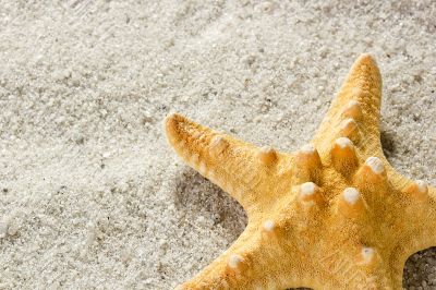 Golden Starfish Golden Starfish