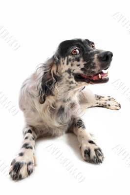 english setter