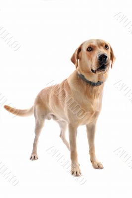 labrador retriever
