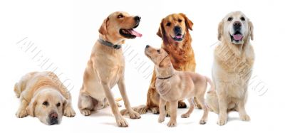 golden retriever and labrador retriever
