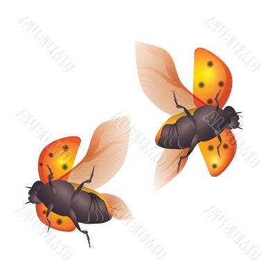 ladybirds - flying