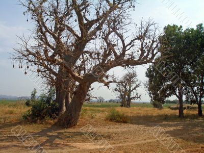 african tree